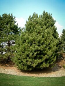 Сосна Чёрная (Pinus Nigra) купить по цене от 270.00р. в интернет-магазине «Посадика» с доставкой почтой в в Барабинске и по всей России – [изображение №1].