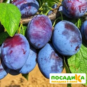 Слива Чачакская ранняя купить по цене от 229.00р. в интернет-магазине «Посадика» с доставкой почтой в в Барабинске и по всей России – [изображение №1].