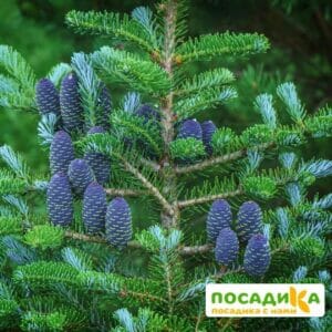 Пихта корейская (Abies koreana) купить по цене от 450.00р. в интернет-магазине «Посадика» с доставкой почтой в в Барабинске и по всей России – [изображение №1].