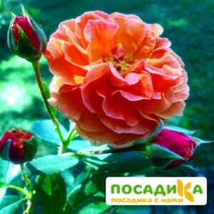 Роза Арабия купить по цене от 350.00р. в интернет-магазине «Посадика» с доставкой почтой в в Барабинске и по всей России – [изображение №1].