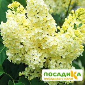 Сирень Примроуз (Primrose) купить по цене от 529.00р. в интернет-магазине «Посадика» с доставкой почтой в в Барабинске и по всей России – [изображение №1].