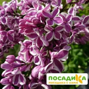 Сирень Сенсация купить по цене от 529.00р. в интернет-магазине «Посадика» с доставкой почтой в в Барабинске и по всей России – [изображение №1].