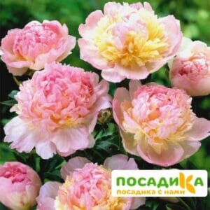 Пион Распберри Сандей (Paeonia Raspberry Sundae) купить по цене от 959р. в интернет-магазине «Посадика» с доставкой почтой в в Барабинске и по всей России – [изображение №1].