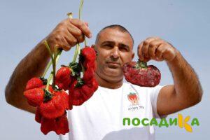 Клубника Гигант Джорнея купить по цене от 266р. в интернет-магазине «Посадика» с доставкой почтой в в Барабинске и по всей России – [изображение №1].