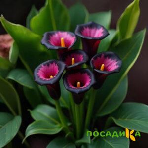 Калла Аура Лейс купить по цене от 400р. в интернет-магазине «Посадика» с доставкой почтой в в Барабинске и по всей России – [изображение №1].