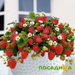 Клубника Рубиновый Шепот (горшечная) купить по цене от 240р. в интернет-магазине «Посадика» с доставкой почтой в в Барабинске и по всей России – [изображение №1].
