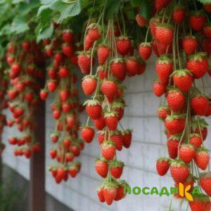 Клубника вьющаяся Комплимент купить по цене от 470р. в интернет-магазине «Посадика» с доставкой почтой в в Барабинске и по всей России – [изображение №1].