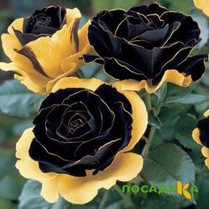 Роза Ханни Сикл купить по цене от 700р. в интернет-магазине «Посадика» с доставкой почтой в в Барабинске и по всей России – [изображение №1].