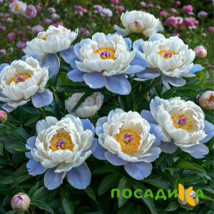 Пион акварельный Этюд купить по цене от 806р. в интернет-магазине «Посадика» с доставкой почтой в в Барабинске и по всей России – [изображение №1].