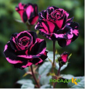 Роза Багровый Шепот купить по цене от 366р. в интернет-магазине «Посадика» с доставкой почтой в в Барабинске и по всей России – [изображение №1].
