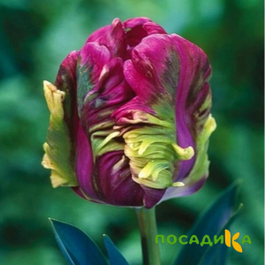 Тюльпан Экзотик Хэвен купить по цене от 186р. в интернет-магазине «Посадика» с доставкой почтой в в Барабинске и по всей России – [изображение №1].