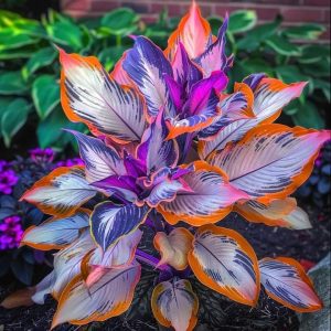 Хоста Эмеральд Тиара купить по цене от 602р. в интернет-магазине «Посадика» с доставкой почтой в в Барабинске и по всей России – [изображение №1].