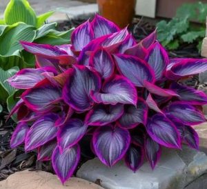 Хоста Сикрет Гарденс купить по цене от 549р. в интернет-магазине «Посадика» с доставкой почтой в в Барабинске и по всей России – [изображение №1].