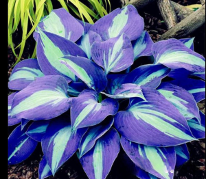 Хоста Аурелия купить по цене от 450р. в интернет-магазине «Посадика» с доставкой почтой в в Барабинске и по всей России – [изображение №1].